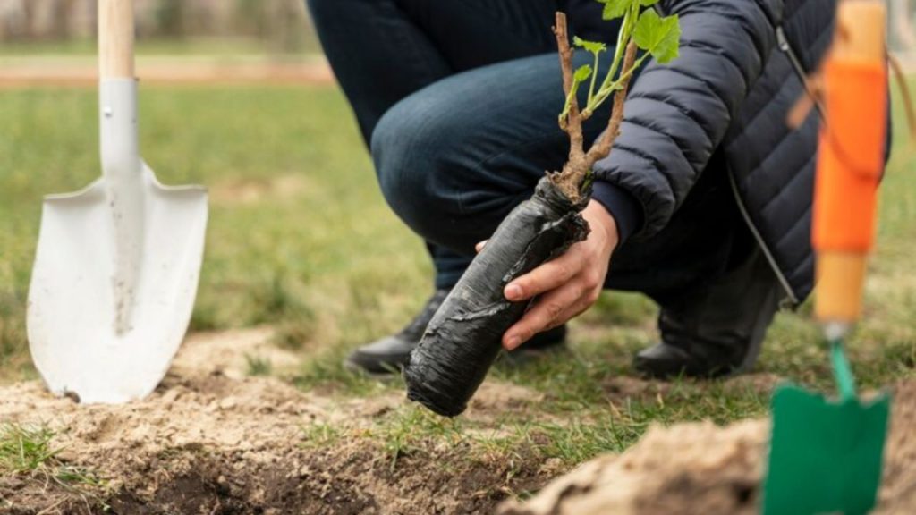 Calendario de siembra: ¿qué árboles frutales plantar durante el agosto?