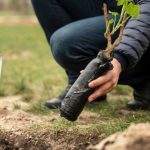 Calendario de siembra: ¿qué árboles frutales plantar durante el agosto?