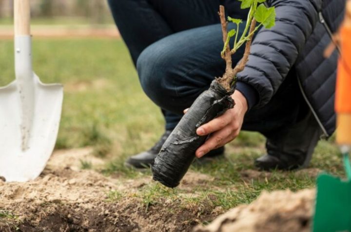 Calendario de siembra: ¿qué árboles frutales plantar durante el agosto?