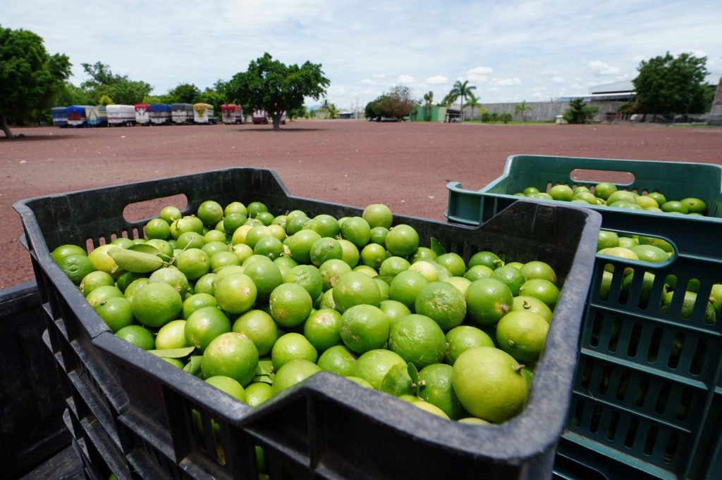 Limoneros acusan al ‘góber’ de Michoacán de ‘estar metido’ con los cárteles: ‘No le importa la extorsión’