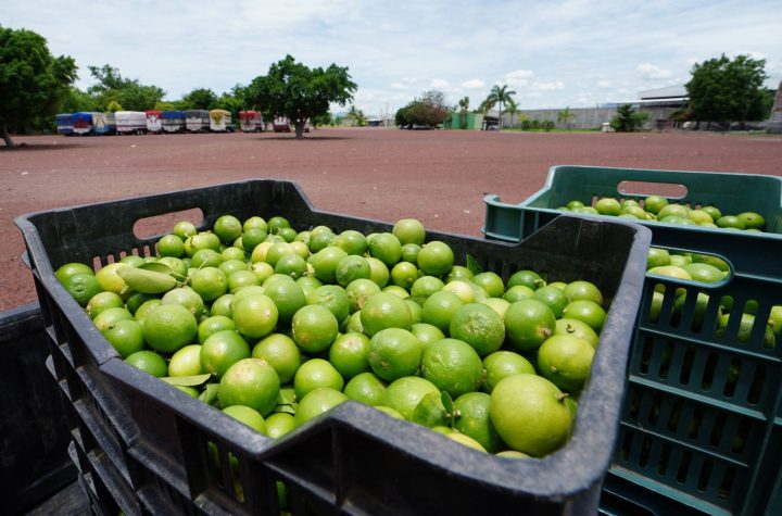 Limoneros acusan al ‘góber’ de Michoacán de ‘estar metido’ con los cárteles: ‘No le importa la extorsión’