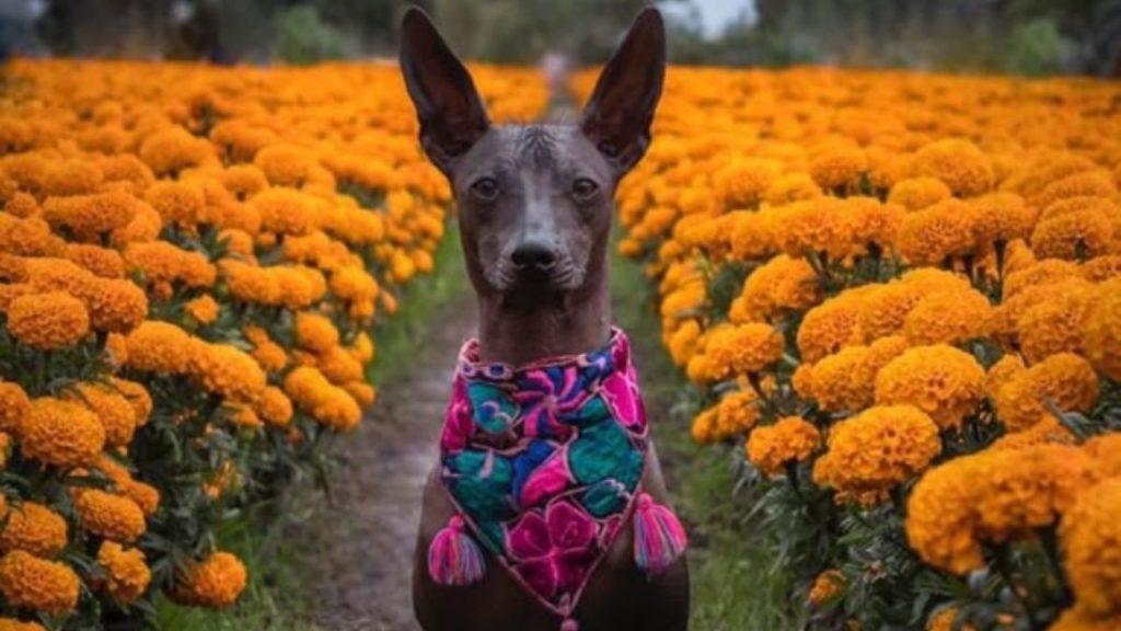 Día de Muertos 2024: ¿por qué se dice que el xoloitzcuintle es quien guía a las almas hacia el Mictlán?