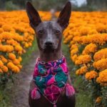 Día de Muertos 2024: ¿por qué se dice que el xoloitzcuintle es quien guía a las almas hacia el Mictlán?