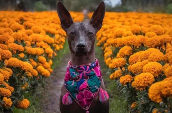 Día de Muertos 2024: ¿por qué se dice que el xoloitzcuintle es quien guía a las almas hacia el Mictlán?