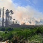 Voraz incendio consume palmeras y amenaza domicilios y cableado en El Pochotal, El Fuerte