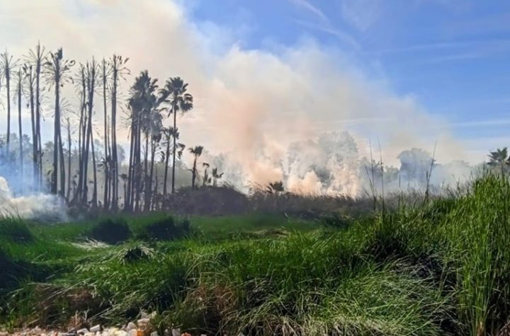 Voraz incendio consume palmeras y amenaza domicilios y cableado en El Pochotal, El Fuerte