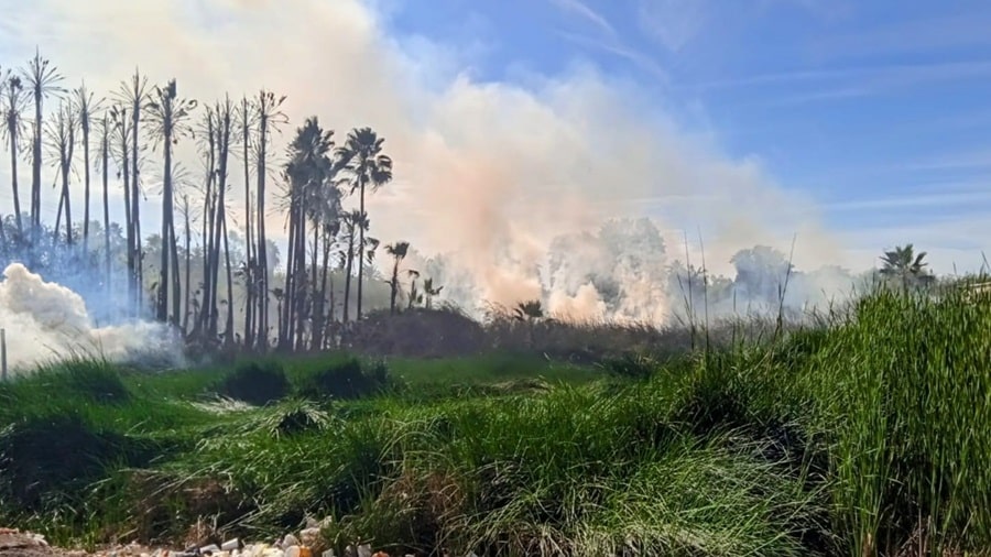 Voraz incendio consume palmeras y amenaza domicilios y cableado en El Pochotal, El Fuerte