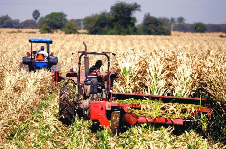 Rusia prohíbe la importación de semillas de girasol y maíz de cuatro países