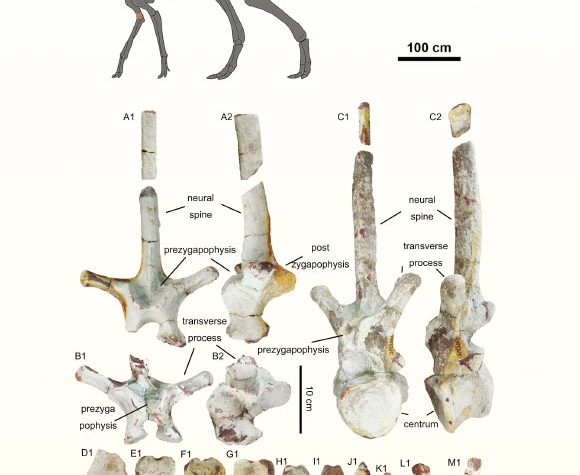 Nuevo dinosaurio con pico de pato desenterrado en China