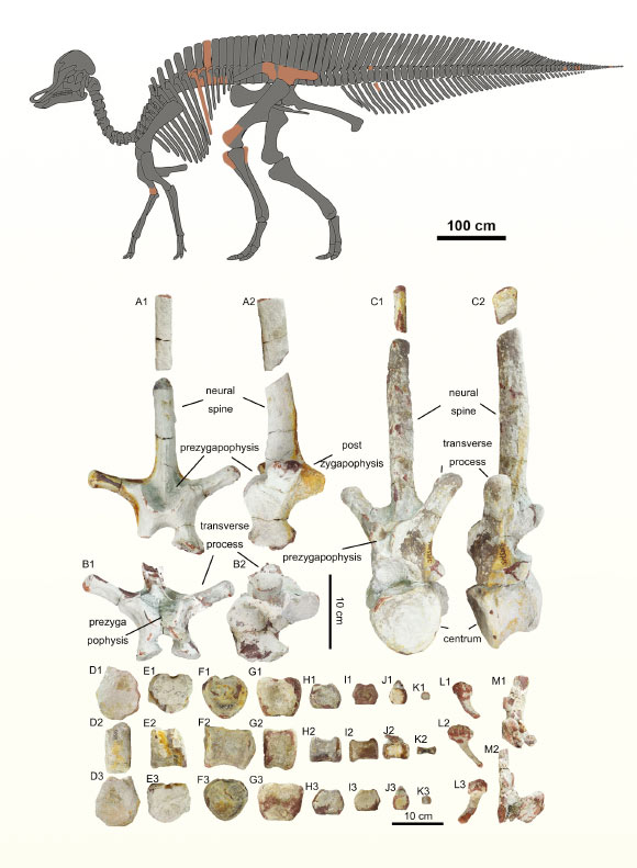 Nuevo dinosaurio con pico de pato desenterrado en China