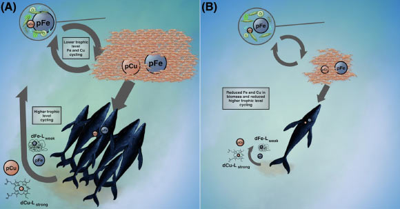 Trace metales y otros nutrientes de las heces de ballenas fertilizadas océanos antiguos, confirma un nuevo estudio