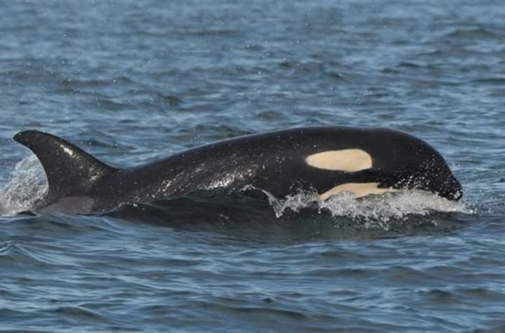 Mamá orca que cargó a su bebé muerto durante 17 días, tiene una nueva cría | FOTO