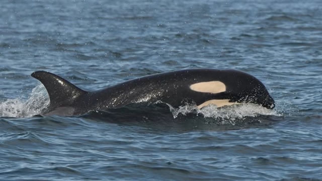 Mamá orca que cargó a su bebé muerto durante 17 días, tiene una nueva cría | FOTO