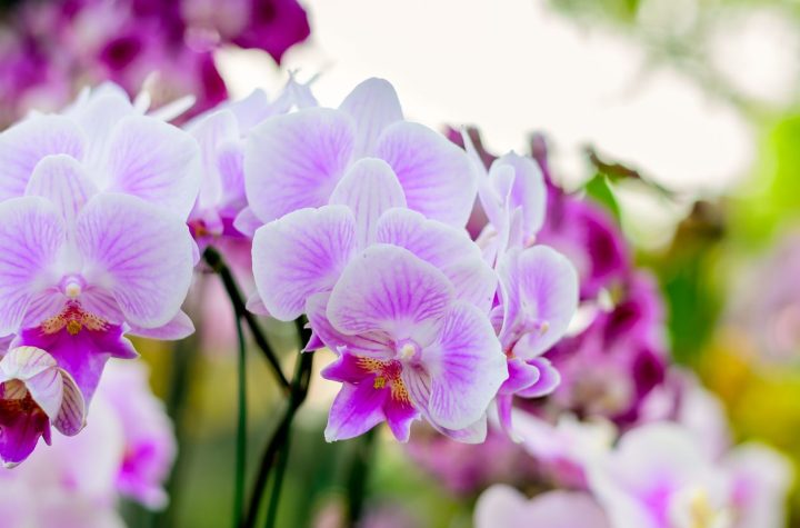 Este ingrediente de cocina que seguro que tienes en Casa hará que tus orquídeas Florezcan como