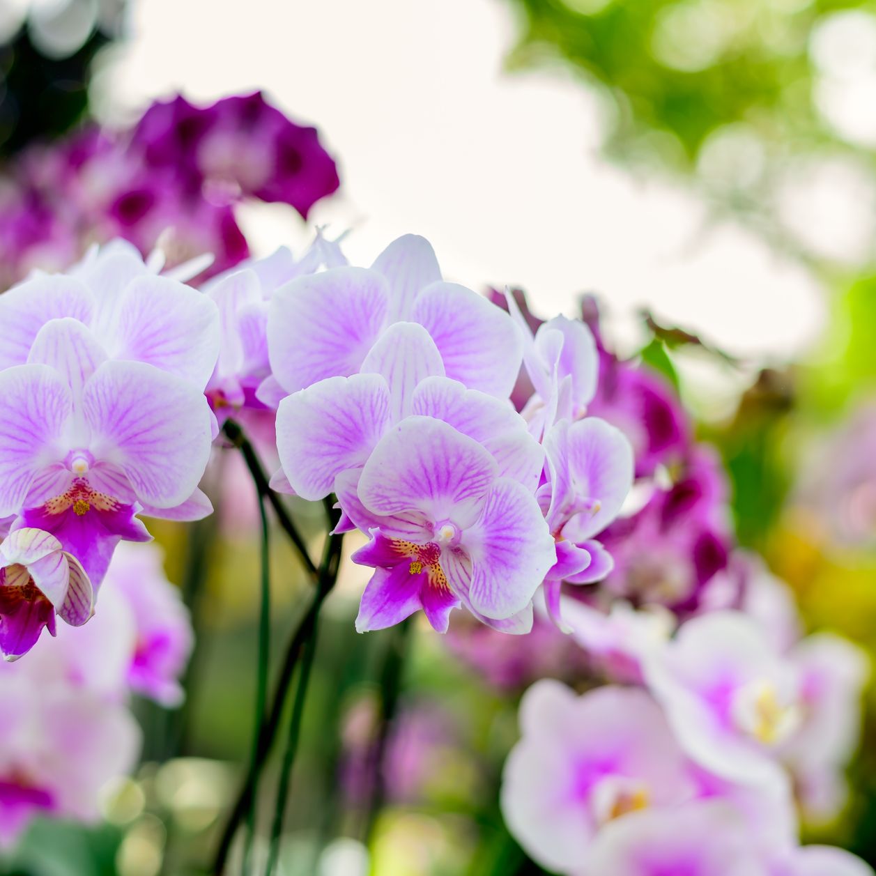 Este ingrediente de cocina que seguro que tienes en Casa hará que tus orquídeas Florezcan como