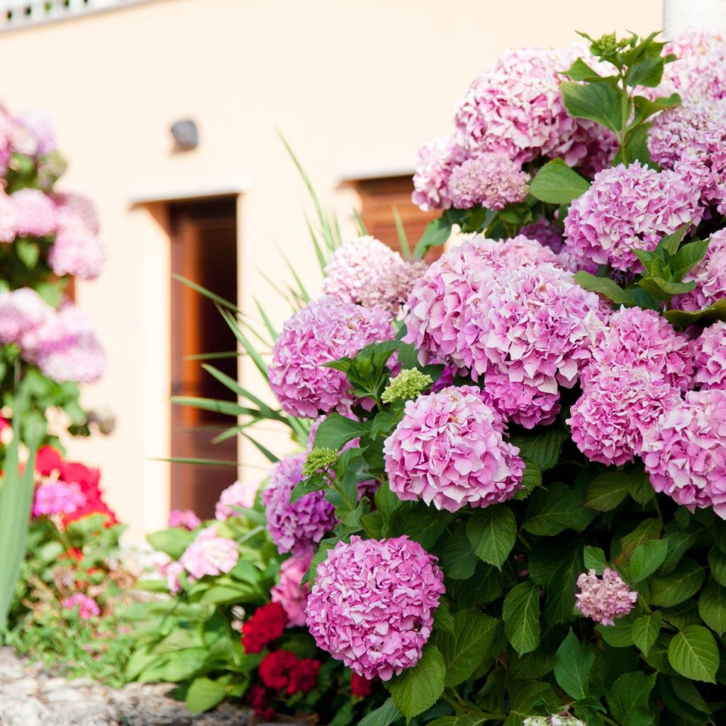 El Ingrediente Natural para que las Flores de Tus Hortensias Luzcan Más Grandes y Bonitas Al Final Del Invierno