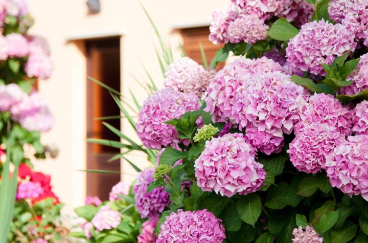 El Ingrediente Natural para que las Flores de Tus Hortensias Luzcan Más Grandes y Bonitas Al Final Del Invierno