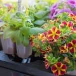 Adiós A Los Geranios: Lidl Arrasa Con Esta flor resistente e ideal para dar color a tu balcón o jardín por solo 2 euros