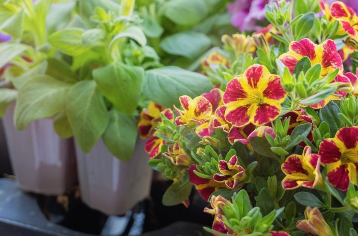 Adiós A Los Geranios: Lidl Arrasa Con Esta flor resistente e ideal para dar color a tu balcón o jardín por solo 2 euros