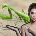 ¿Qué significa que ingrese una mantis a tu casa?