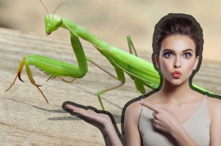 ¿Qué significa que ingrese una mantis a tu casa?