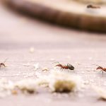 Olvídate de las hormigas invasoras con Estos dos remedios fáciles con 4 ingredientes que tienes en Casa