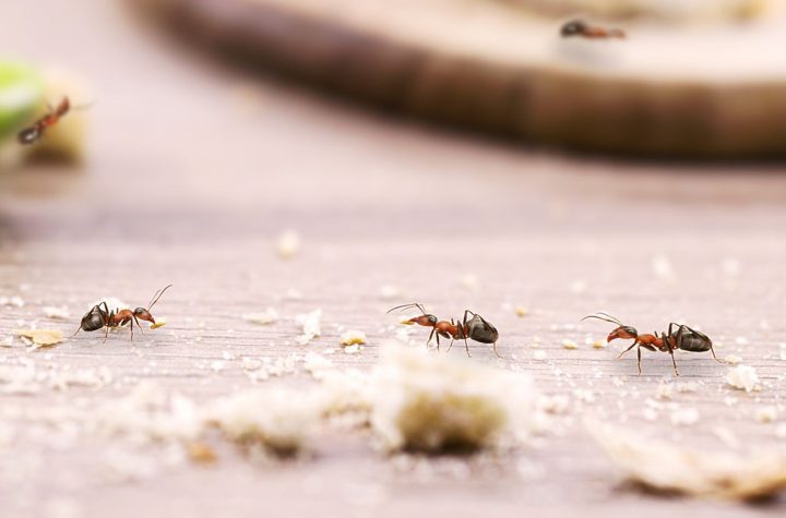 Olvídate de las hormigas invasoras con Estos dos remedios fáciles con 4 ingredientes que tienes en Casa