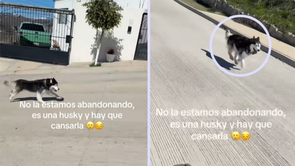 Video de husky siguiendo un auto indigna a usuarios en TikTok; su dueña afirma que así lo pasea