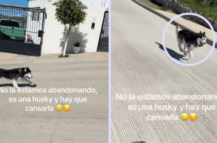 Video de husky siguiendo un auto indigna a usuarios en TikTok; su dueña afirma que así lo pasea