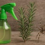 El truco con agua de romero y vinagre para eliminar arañas e insectos de la casa