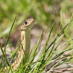 Alerta por la ola de calor: ESTA PLANA POPULAR PODRIA ESTAR ATRAYENDO SERPIENTES A TU JARDÍN (Y NO LO Sabías)
