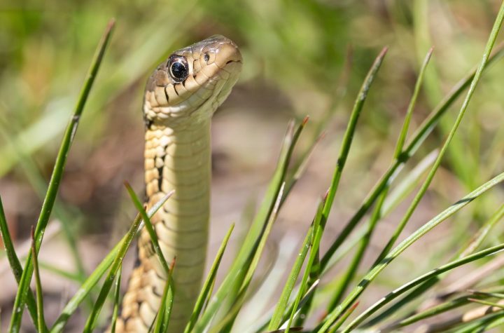 Alerta por la ola de calor: ESTA PLANA POPULAR PODRIA ESTAR ATRAYENDO SERPIENTES A TU JARDÍN (Y NO LO Sabías)